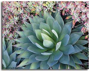 agave-moonshine-2013