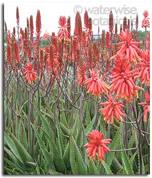 aloe-orange-flame