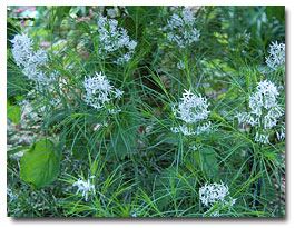 Blue fescue