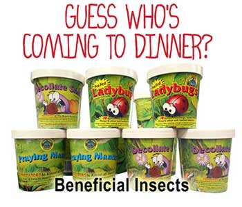 beneficial-insects