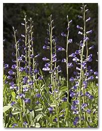 English lavender