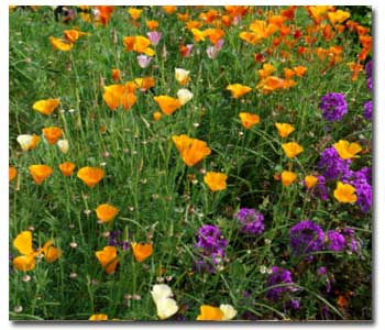 california-wildflowers