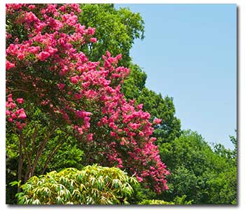 crape-myrtle