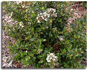 dwarf-viburnum