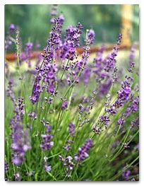 New Zealand flax