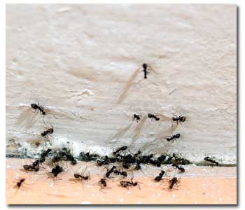 getting-rid-ants