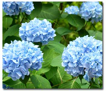 hydrangea-blue