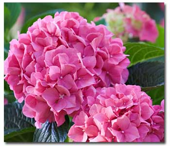 hydrangea-pink