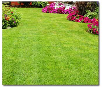 planting-new-lawn (1)