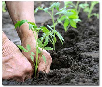 planting-tomatoes