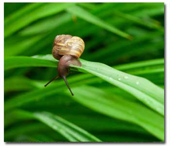 snails-slugs