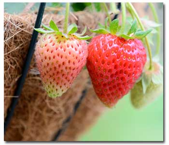 strawberry-basket