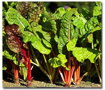 swiss-chard