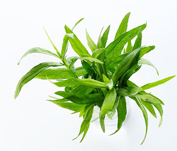 tarragon