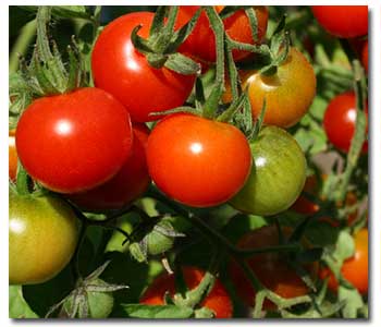 tomato-care