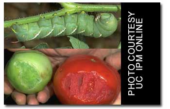 tomato-hornworm2