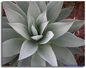 white-agave